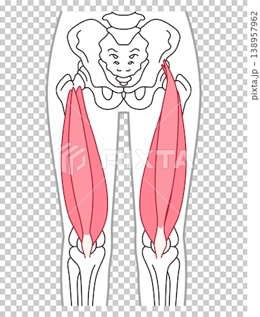 太ももの筋肉 大腿四頭筋 太ももの筋肉 大腿四頭筋 138957962