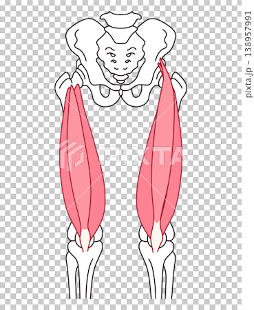 太ももの筋肉　大腿四頭筋 138957991