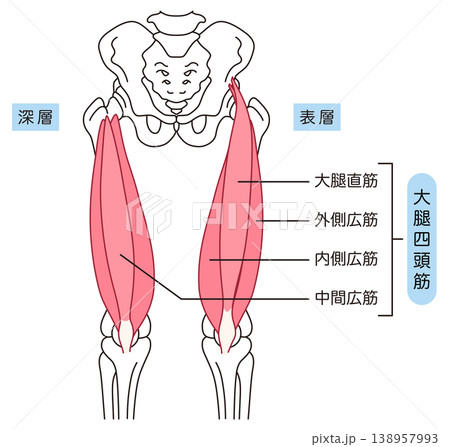 太ももの筋肉 大腿四頭筋 太ももの筋肉 大腿四頭筋 138957993