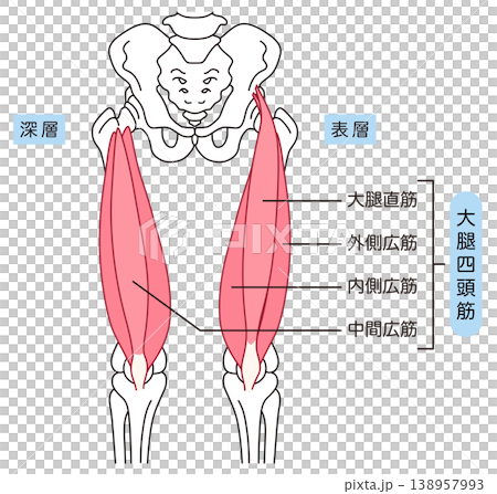 Thigh muscles: Quadriceps 138957993