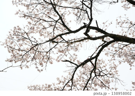 白い空とピンクの桜と枝の造形 白い空とピンクの桜と枝の造形 138958002
