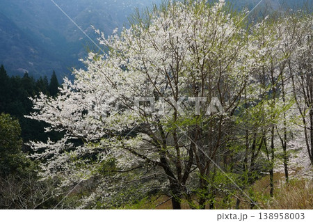 根尾村の満開の山桜 根尾村の満開の山桜 138958003