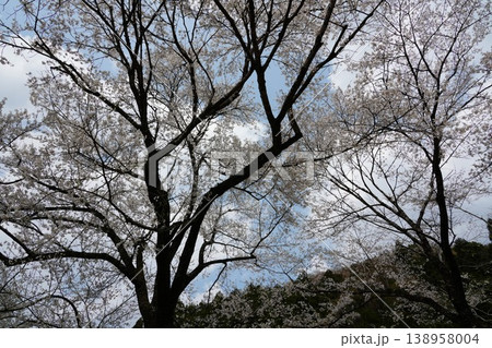根尾村の満開の山桜 根尾村の満開の山桜 138958004