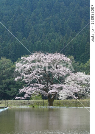 岐阜県根尾村樽見の満開の山桜 岐阜県根尾村樽見の満開の山桜 138958007