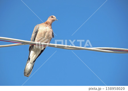 Peaceful Dove on Wire under Blue Sky. A serene wildlife moment capturing a dove perched high on a power line against a brilliant, cloudless sky. Peaceful Dove on Wire under Blue Sky. A serene wildlife moment capturing a dove perched high on a power line against a brilliant, cloudless sky. 138958020