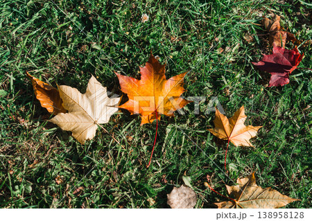 Fall foliage fallen maple leaves on grass background Fall foliage fallen maple leaves on grass background 138958128