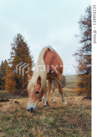 Beautiful chestnut mane horse grazing in misty mountain landscape during fall Beautiful chestnut mane horse grazing in misty mountain landscape during fall 138958135