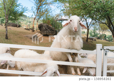 Curious sheep living in outdoor farm setting on sunny day Curious sheep living in outdoor farm setting on sunny day 138958161