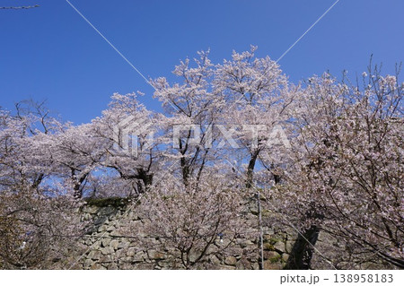 岡山県津山市にあるさくら名所100選のひとつ「鶴山公園(津山城趾)」 岡山県津山市にあるさくら名所100選のひとつ「鶴山公園(津山城趾)」 138958183