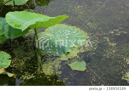 水に浮かぶ蓮の葉 水に浮かぶ蓮の葉 138958189