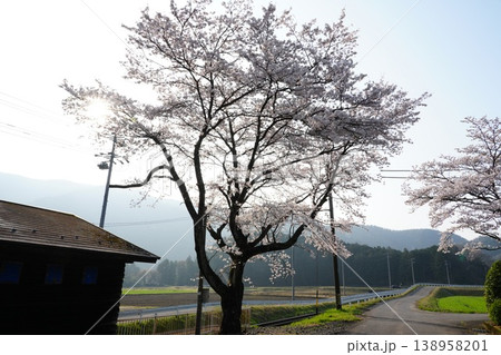早朝の桜満開の樽見鉄道高科駅 早朝の桜満開の樽見鉄道高科駅 138958201