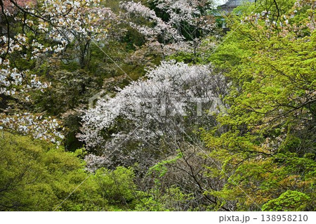 世界遺産「紀伊山地の霊場と参道」吉野山の桜 138958210