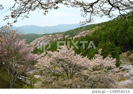世界遺産「紀伊山地の霊場と参道」吉野山の桜 世界遺産「紀伊山地の霊場と参道」吉野山の桜 138958213