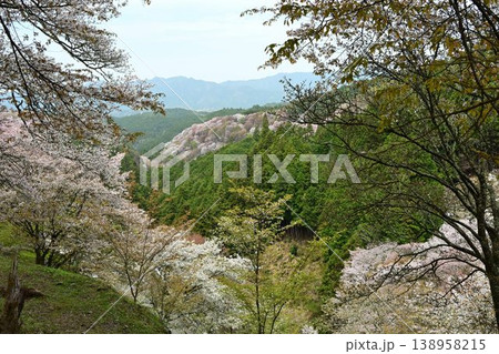 世界遺産「紀伊山地の霊場と参道」吉野山の桜 世界遺産「紀伊山地の霊場と参道」吉野山の桜 138958215