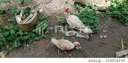 Muscovy ducks in the backyard Muscovy ducks in the backyard 138958234