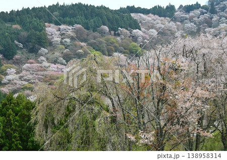 世界遺産「紀伊山地の霊場と参道」吉野山の桜 世界遺産「紀伊山地の霊場と参道」吉野山の桜 138958314