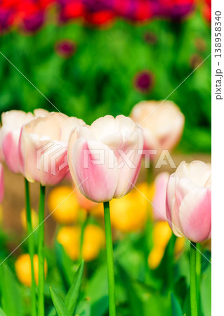 Vibrant pink and white tulip in full bloom spring garden 138958340