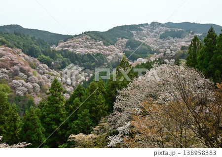 世界遺産「紀伊山地の霊場と参道」吉野山の桜 138958383