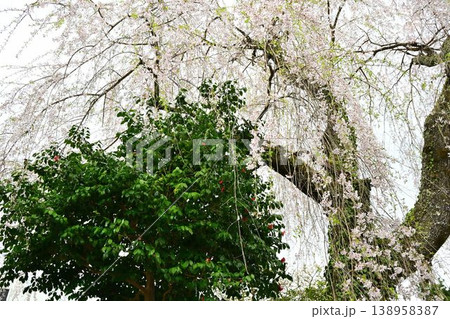 世界遺産「紀伊山地の霊場と参道」吉野山の桜 世界遺産「紀伊山地の霊場と参道」吉野山の桜 138958387