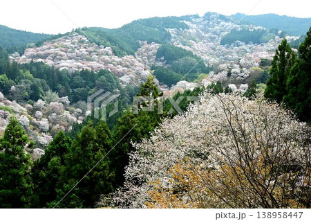 世界遺産「紀伊山地の霊場と参道」吉野山の桜 138958447
