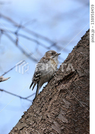 最小のキツツキ　コゲラ　こげら　キツツキ　北海道野鳥 138958459