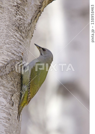 ヤマゲラ　♀　キツツキ　山啄木鳥、山緑啄木鳥　北海道の野鳥 138958463