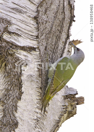 ヤマゲラ　♀　キツツキ　山啄木鳥、山緑啄木鳥　北海道の野鳥 138958468