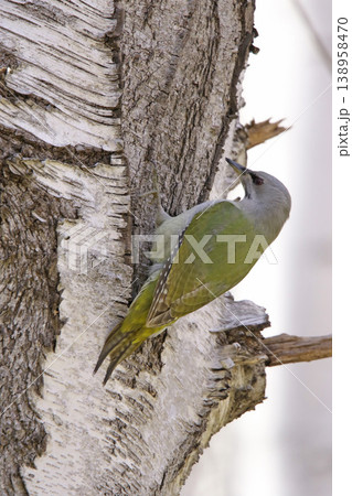 ヤマゲラ　♀　キツツキ　山啄木鳥、山緑啄木鳥　北海道の野鳥 138958470