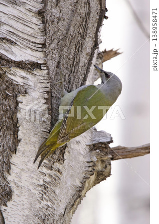 ヤマゲラ　♀　キツツキ　山啄木鳥、山緑啄木鳥　北海道の野鳥 138958471