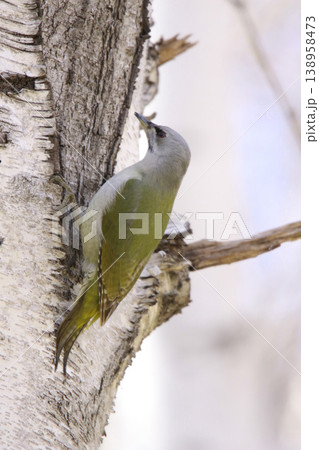 ヤマゲラ　♀　キツツキ　山啄木鳥、山緑啄木鳥　北海道の野鳥 138958473