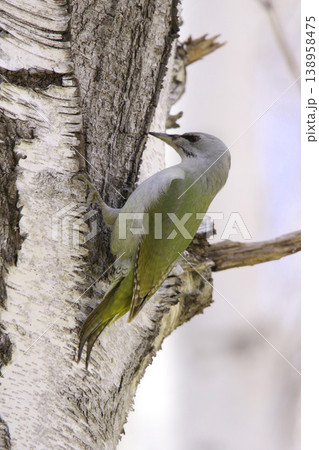 ヤマゲラ　♀　キツツキ　山啄木鳥、山緑啄木鳥　北海道の野鳥 138958475