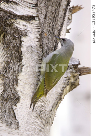 ヤマゲラ ♀ キツツキ 山啄木鳥、山緑啄木鳥 北海道の野鳥 ヤマゲラ ♀ キツツキ 山啄木鳥、山緑啄木鳥 北海道の野鳥 138958478