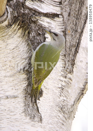 ヤマゲラ ♀ キツツキ 山啄木鳥、山緑啄木鳥 北海道の野鳥 ヤマゲラ ♀ キツツキ 山啄木鳥、山緑啄木鳥 北海道の野鳥 138958479