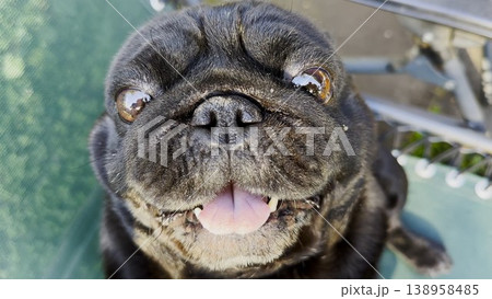 Top view of funny black pug dog looks into camera with curious and expressive face. The close perspective highlights its playful personality. The scene captures humor and lighthearted moment with pet 138958485