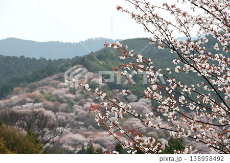 世界遺産「紀伊山地の霊場と参道」吉野山の桜 138958492