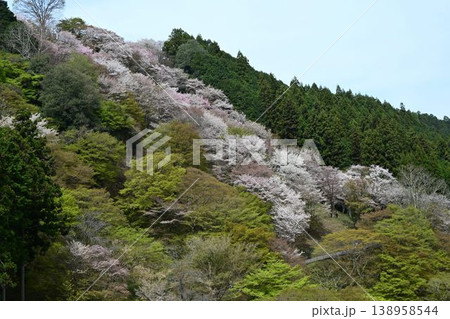 世界遺産「紀伊山地の霊場と参道」吉野山の桜 138958544
