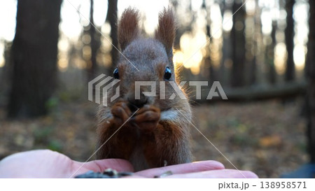 Cute rodent eating food from hand of young girl at forest. Wild fluffy squirrel taking sunflower seeds from female arm and gnawing it. Woman feeding hungry small sciurus against sunset at background Cute rodent eating food from hand of young girl at forest. Wild fluffy squirrel taking sunflower seeds from female arm and gnawing it. Woman feeding hungry small sciurus against sunset at background 138958571