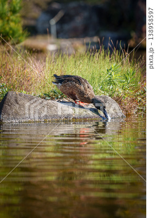 水を飲むカモ 水を飲むカモ 138958597