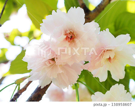 鎌足桜(木更津市) 鎌足桜(木更津市) 138958607