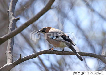 ミヤマカケス カケス 北海道野鳥 ミヤマカケス カケス 北海道野鳥 138958626