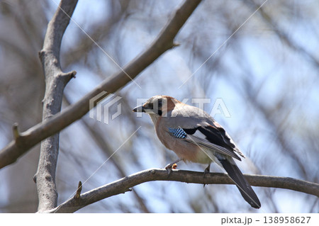 ミヤマカケス カケス 北海道野鳥 ミヤマカケス カケス 北海道野鳥 138958627