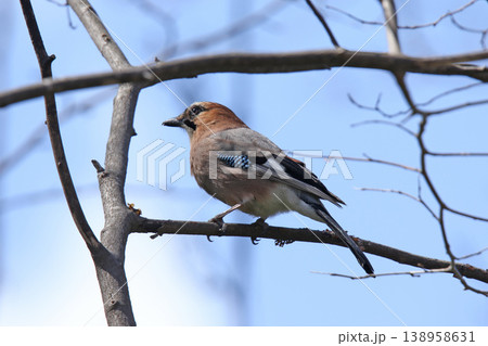 ミヤマカケス カケス 北海道野鳥 ミヤマカケス カケス 北海道野鳥 138958631