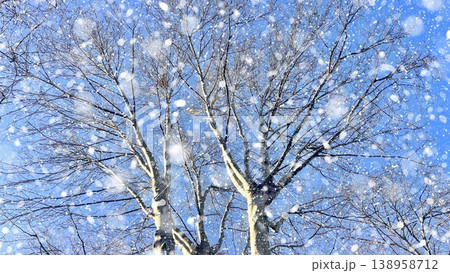 Snowfall Over Winter Trees. Beautiful winter scene of snow falling through bare branches against a clear blue sky. Perfect for seasonal backgrounds and nature concepts. Snowfall Over Winter Trees. Beautiful winter scene of snow falling through bare branches against a clear blue sky. Perfect for seasonal backgrounds and nature concepts. 138958712