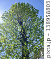 青空と新緑の大木 見上げる春の若葉 生命感あふれる樹木 138958803