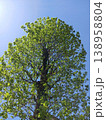新緑の大木と青空 春の清々しい葉っぱ 自然の生命力 138958804
