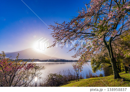 (静岡県)桜咲く田貫湖畔、逆光で眩しい富士 (静岡県)桜咲く田貫湖畔、逆光で眩しい富士 138958837