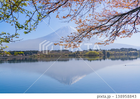 (静岡県)桜咲く田貫湖畔、逆光で眩しい富士 (静岡県)桜咲く田貫湖畔、逆光で眩しい富士 138958843