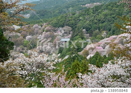 世界遺産「紀伊山地の霊場と参道」吉野山の桜 世界遺産「紀伊山地の霊場と参道」吉野山の桜 138958848
