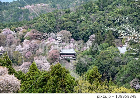 世界遺産「紀伊山地の霊場と参道」吉野山の桜 138958849
