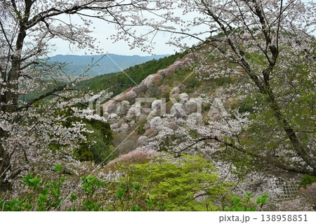 世界遺産「紀伊山地の霊場と参道」吉野山の桜 世界遺産「紀伊山地の霊場と参道」吉野山の桜 138958851